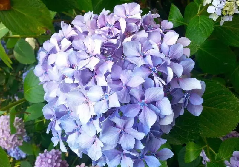 ベッドアンドブレックファースト Villa Abbamer