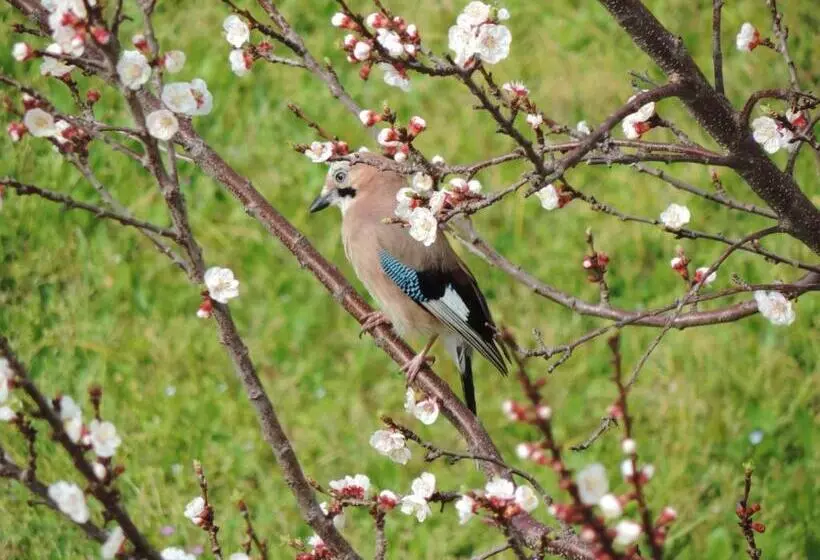 ベッドアンドブレックファースト Rosmarino