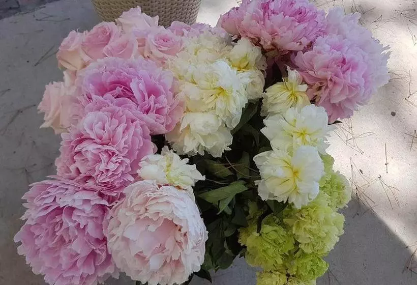 Aamiaismajoitus (B&B) Al Corbezzolo