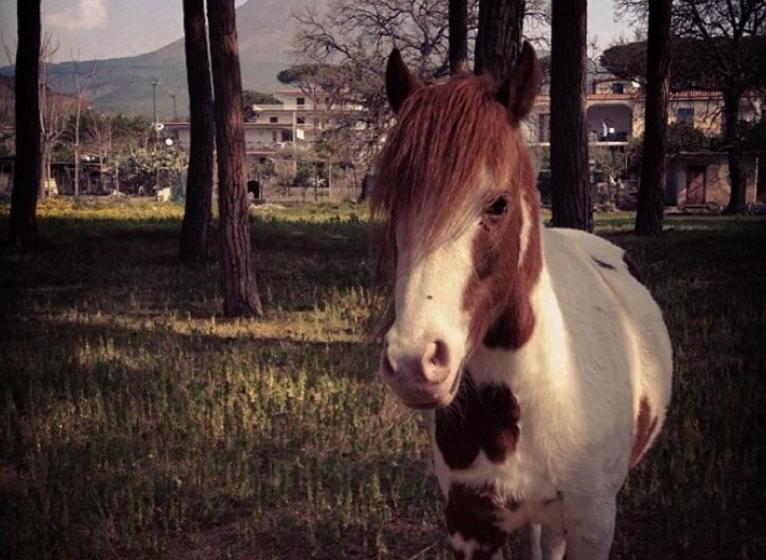 Bed and Breakfast Al Corbezzolo