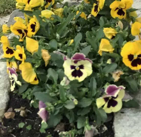 ベッドアンドブレックファースト Il Giardino Dei Sogni