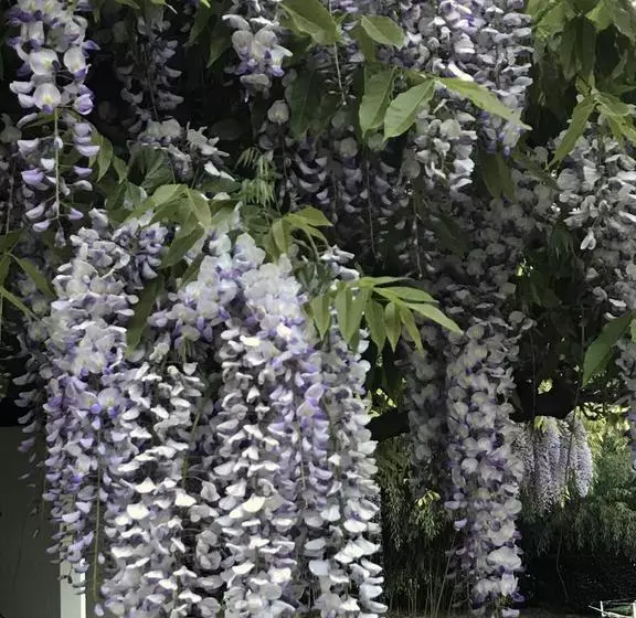 ベッドアンドブレックファースト Il Giardino Dei Sogni