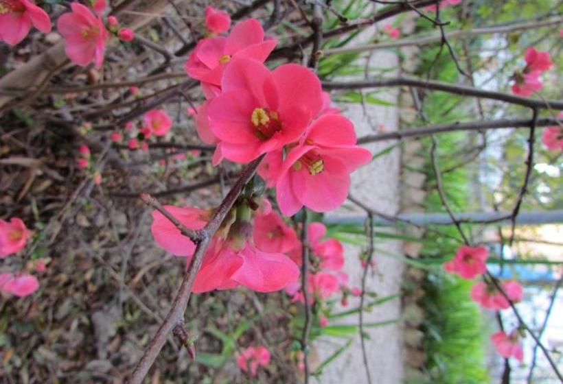 Villa Maria Bed & Breakfast, Corridonia, Marche