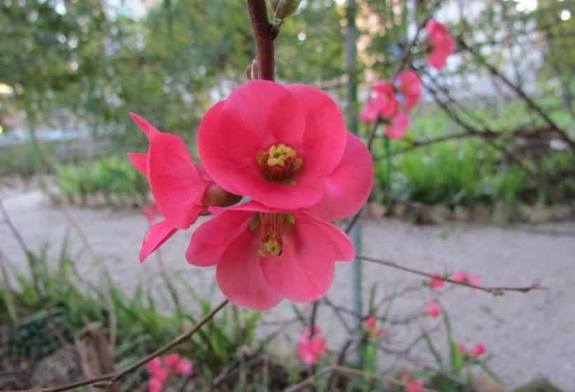 Villa Maria Bed & Breakfast, Corridonia, Marche