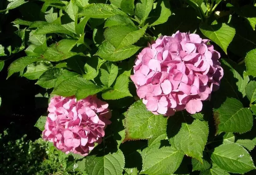 ベッドアンドブレックファースト Villa Ilaria