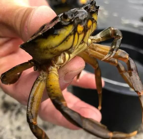 リゾートホテル Kristiansand Feriesenter