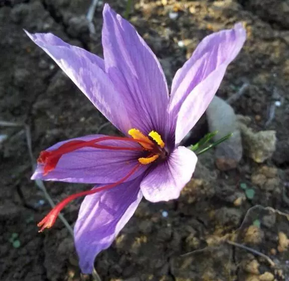 تختخواب و صبحانه Country Room Il Moro