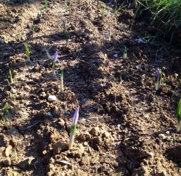 تختخواب و صبحانه Country Room Il Moro