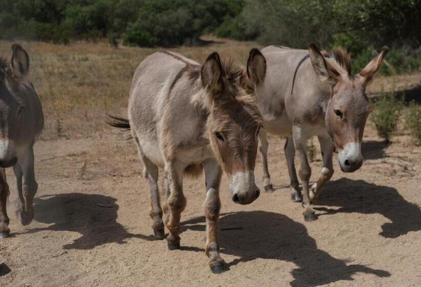 B&b Terra E Smeralda