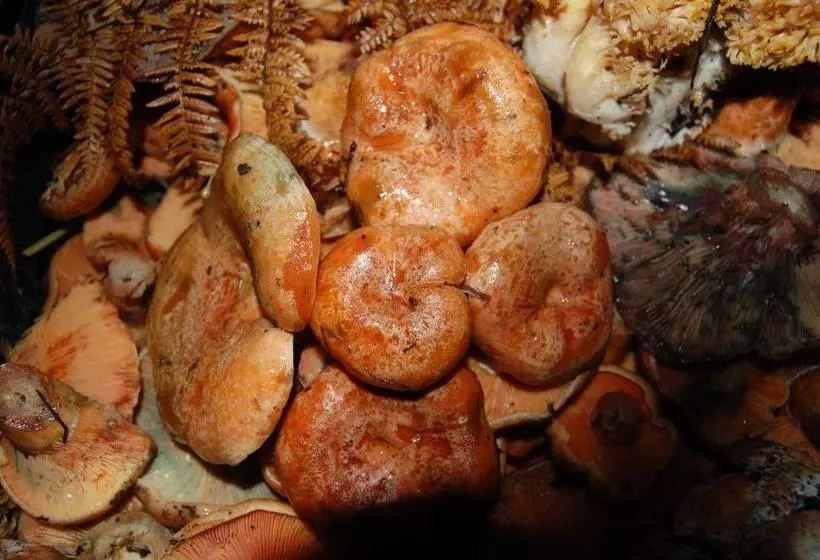 Hotelli Rifugio Casello Margherita