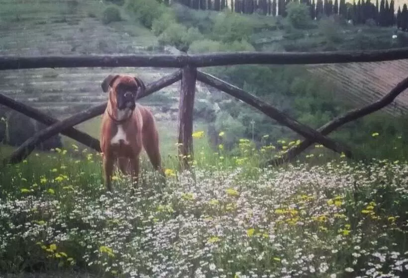 ベッドアンドブレックファースト Camere E Appartamenti Baldini Romanita