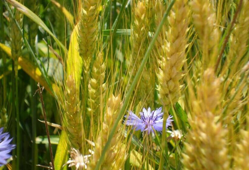 צימר Quattro Gatti