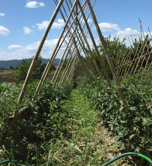 Aamiaismajoitus (B&B) Tenuta La Santissima