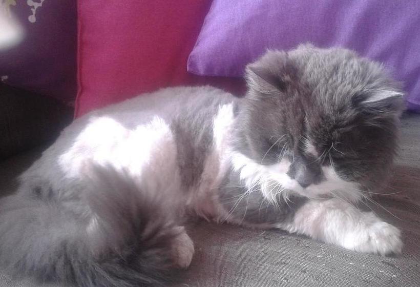 בית מלון כפרי Enjoy