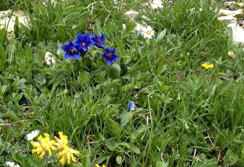 ホテル Alte Schmiede   Das Kleine