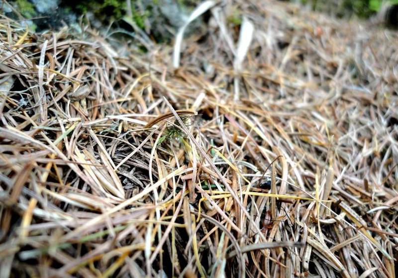 Отель Ehrwalderhof