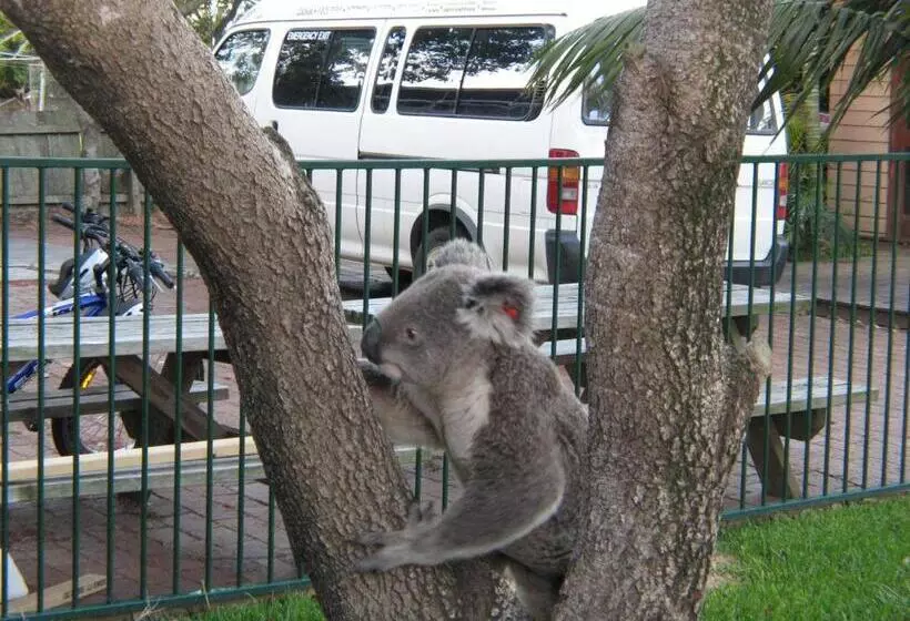 Retkeilymaja Port Macquarie Backpackers