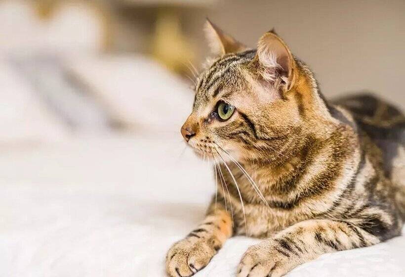 Apartamentos Arinsal 3000