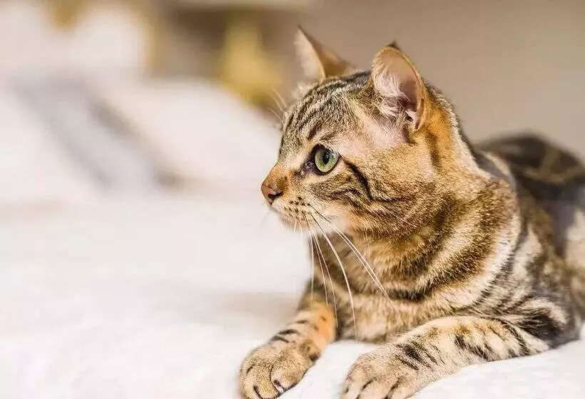 Apartamentos Arinsal 3000