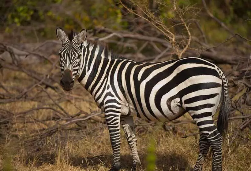 هتل Impala Ecolodge