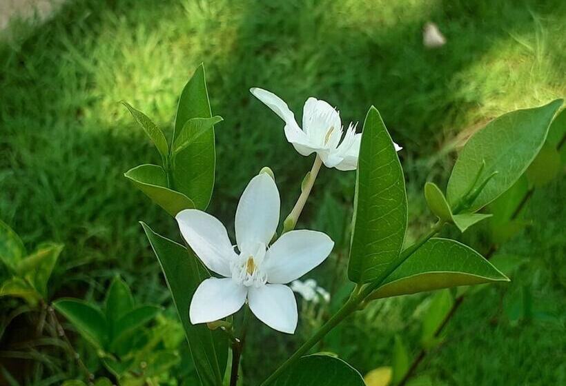 هتل Pension Les Trois Cascades