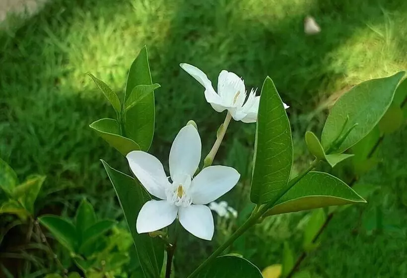 هتل Pension Les Trois Cascades