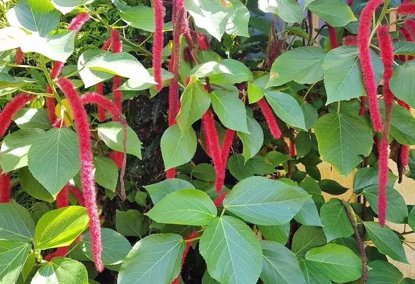 هتل Pension Les Trois Cascades