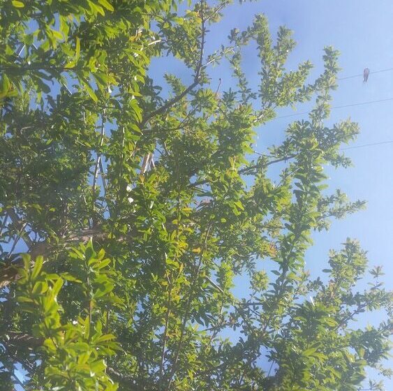 ホテル Vila Blu Inn