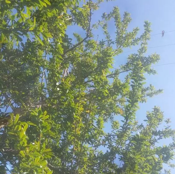 Hotelli Vila Blu Inn