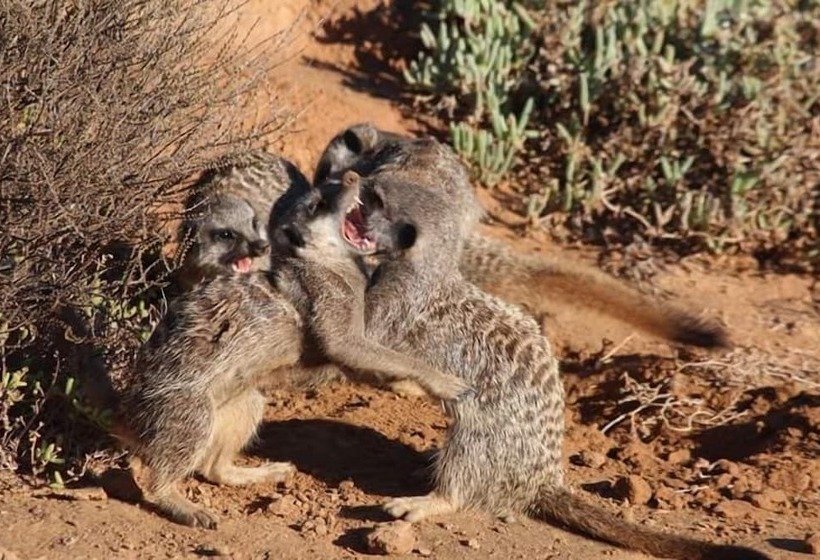 צימר De Akker Guest House Oudtshoorn