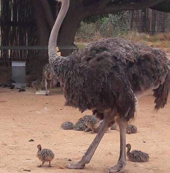 צימר De Akker Guest House Oudtshoorn