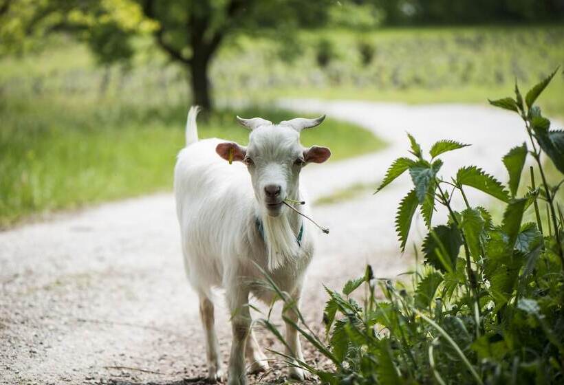 ホテル Le Domaine