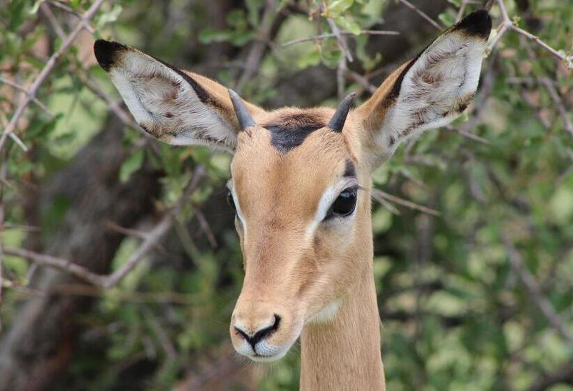 Woodpecker Lodge B&b
