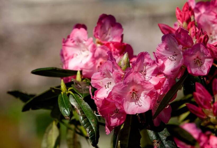 מוטל Ratanui Villas