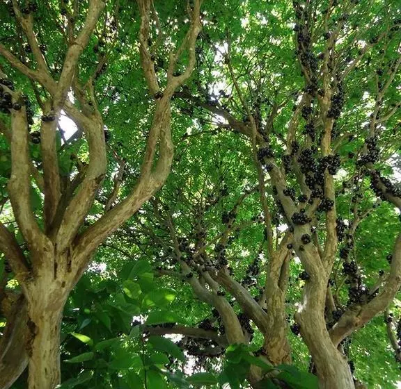 Pousada Hostel Brasil Indaiatuba Sp