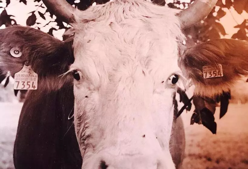 ホテル Auberge De L Assesseur   Mont Soleil