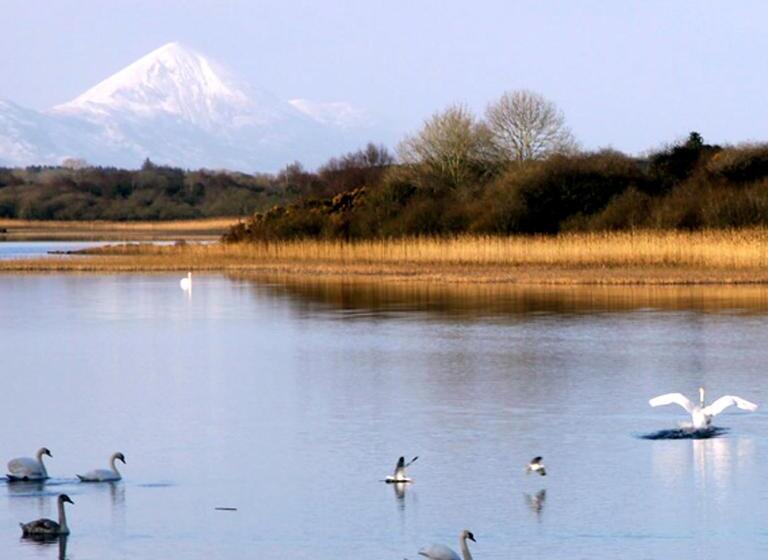 בית מלון כפרי Ivy Tower