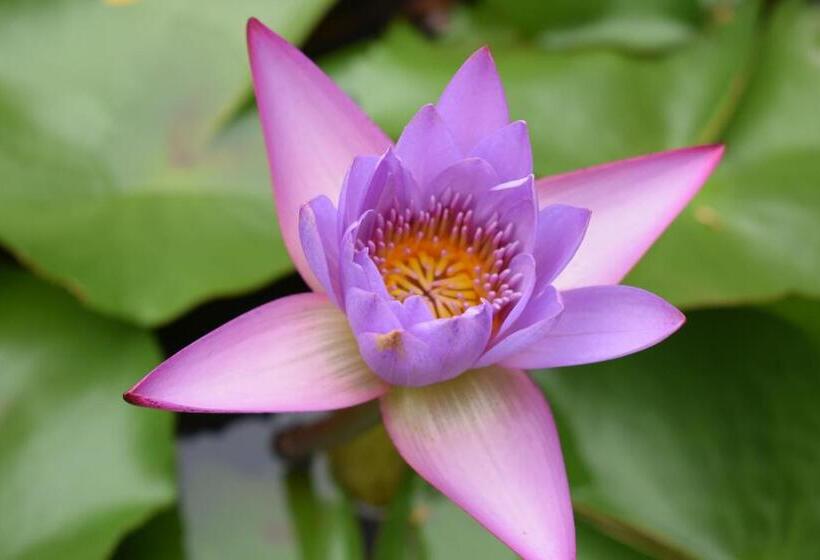 منتجع Our Native Village