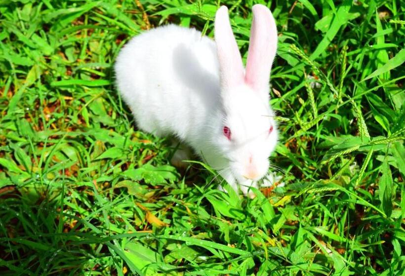 Kabini Lake View Resort