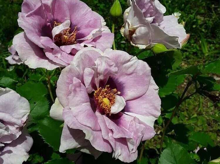 住宿加早餐  A La Belle époque