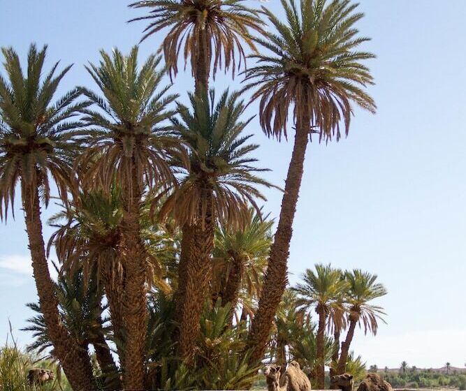 בית מלון כפרי Skoura Lodge