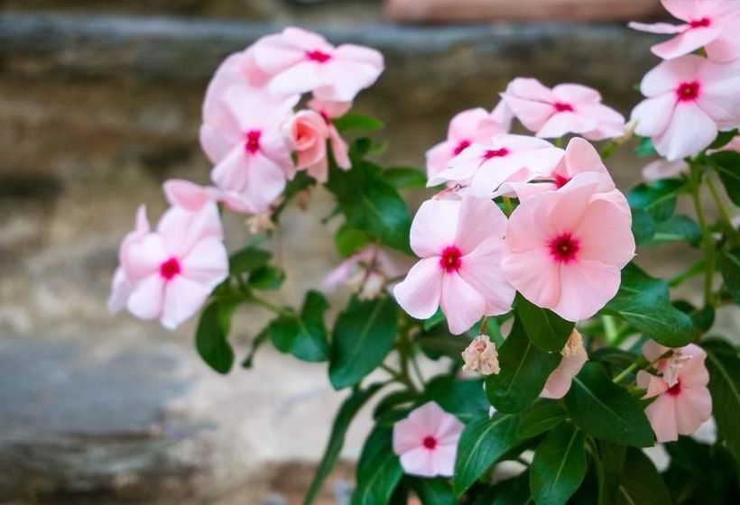 פנסיון Archontiko