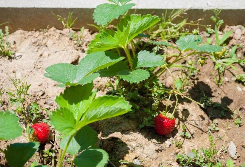 Отель Alimunera