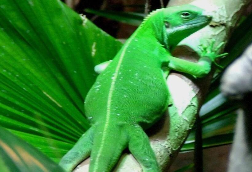 Vanuatu Beachfront Apartments