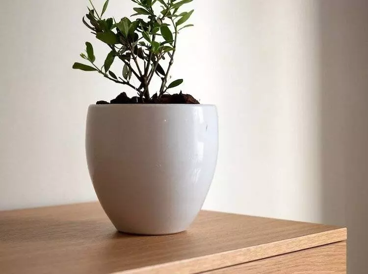 Hotelli Apollo Apartments