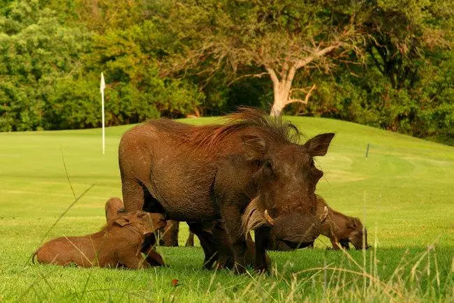 ホテル Hans Merensky  & Spa