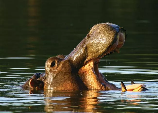 ホテル Hans Merensky  & Spa