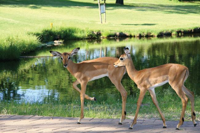 Hotel Hans Merensky & Spa