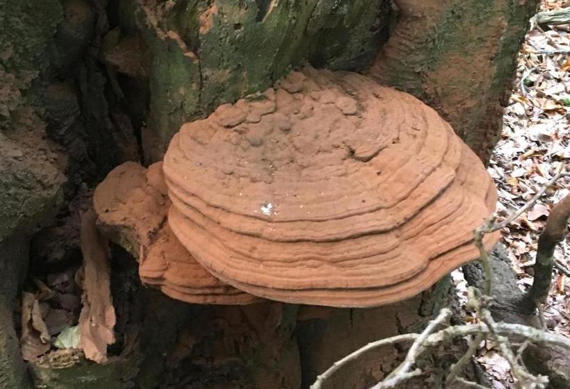 Apartment Lazoroski Arcen