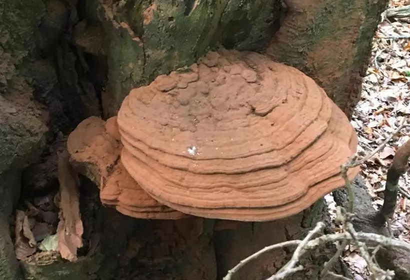 Apartment Lazoroski Arcen